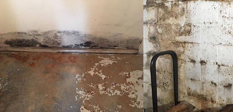 mold on basement walls