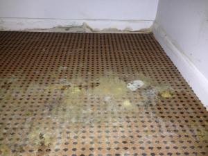a carpet covered in mold