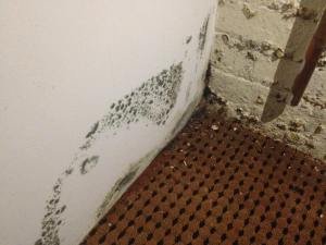 mold on a basement wall