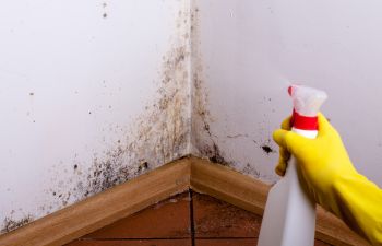 Person using chemicals to remove black mold in the corner of room wall.